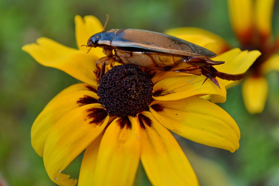 Beetle details garden