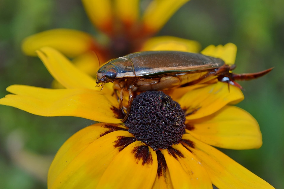 Beetle flower pistil