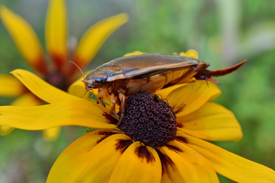 Beetle close-up head