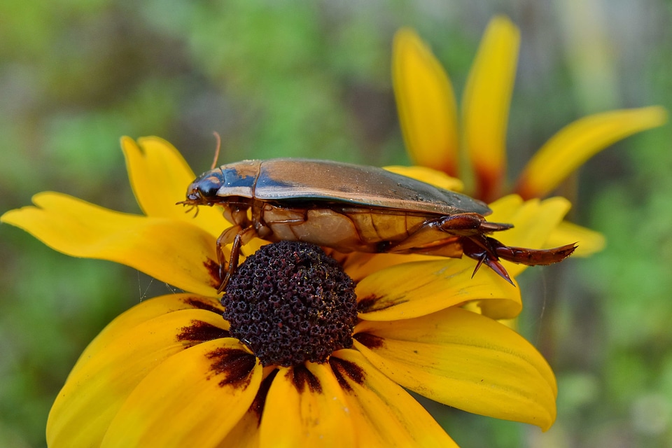 Beautiful Image beetle detail