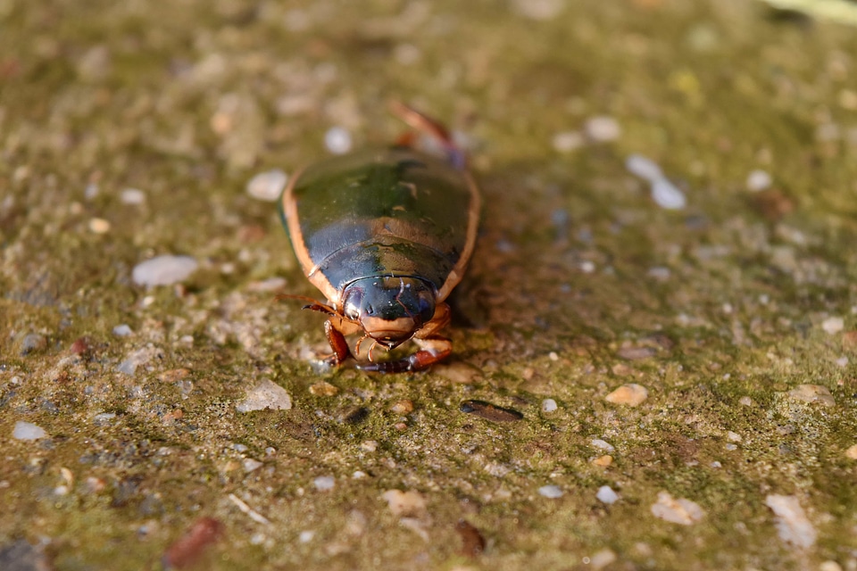 Beetle concrete animal