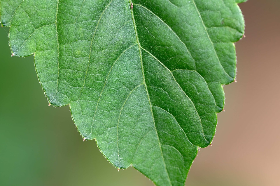 Botanic chlorophyll green leaf