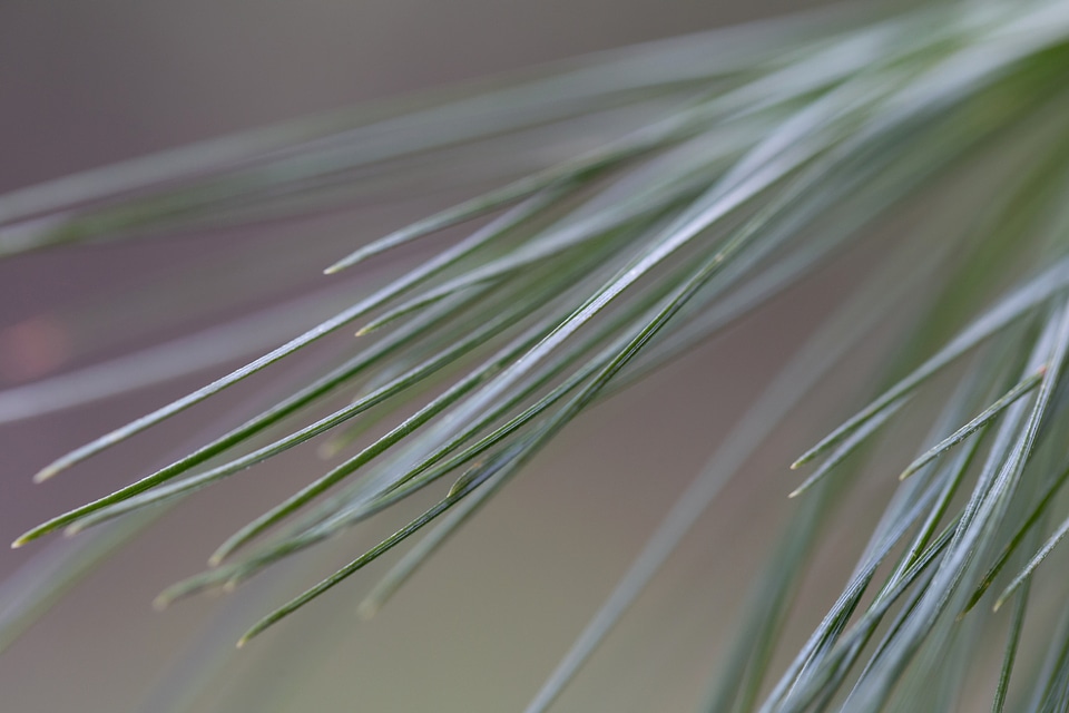 Branches chlorophyll conifers