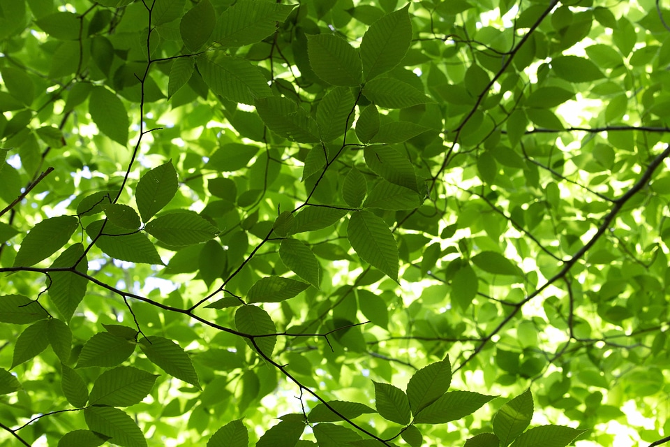 Branches chlorophyll ecology