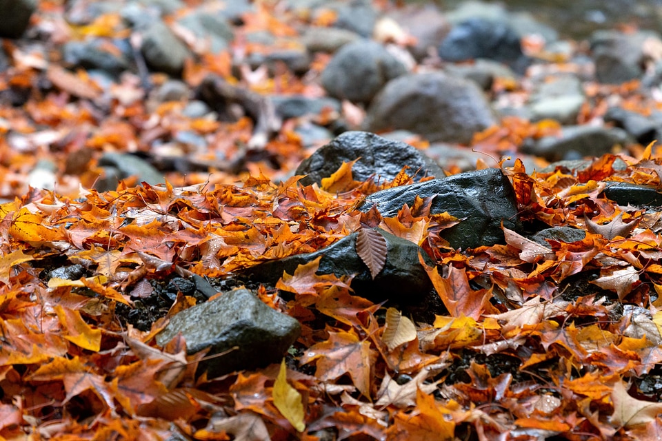 Autumn Season dry season ground