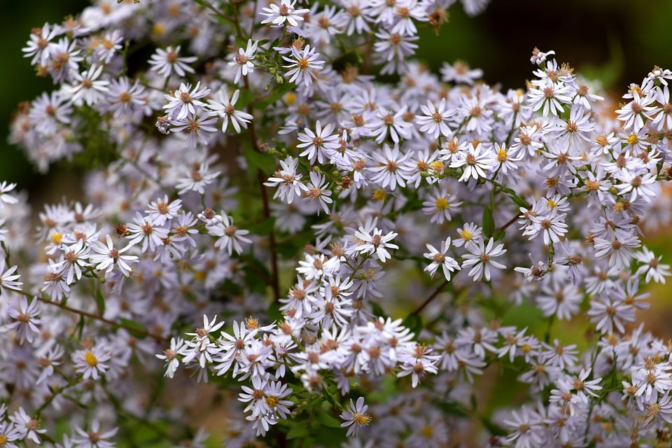 Chamomile flowers white flower