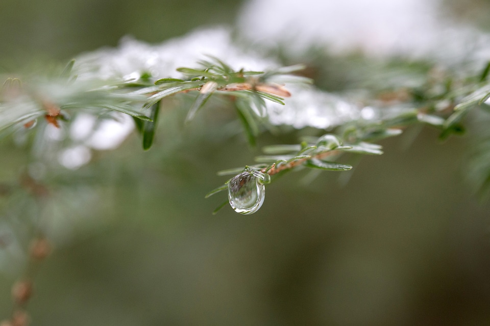 Blur conifer detail