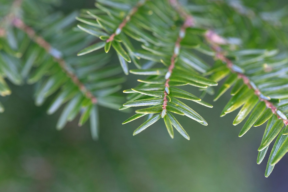 Blur branches conifers