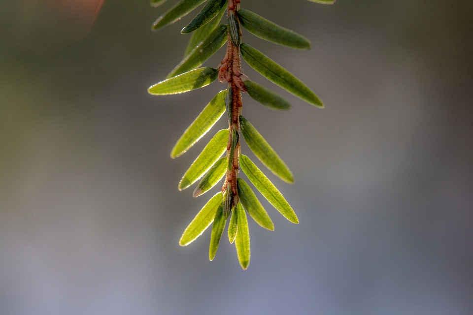 Branch branches detail
