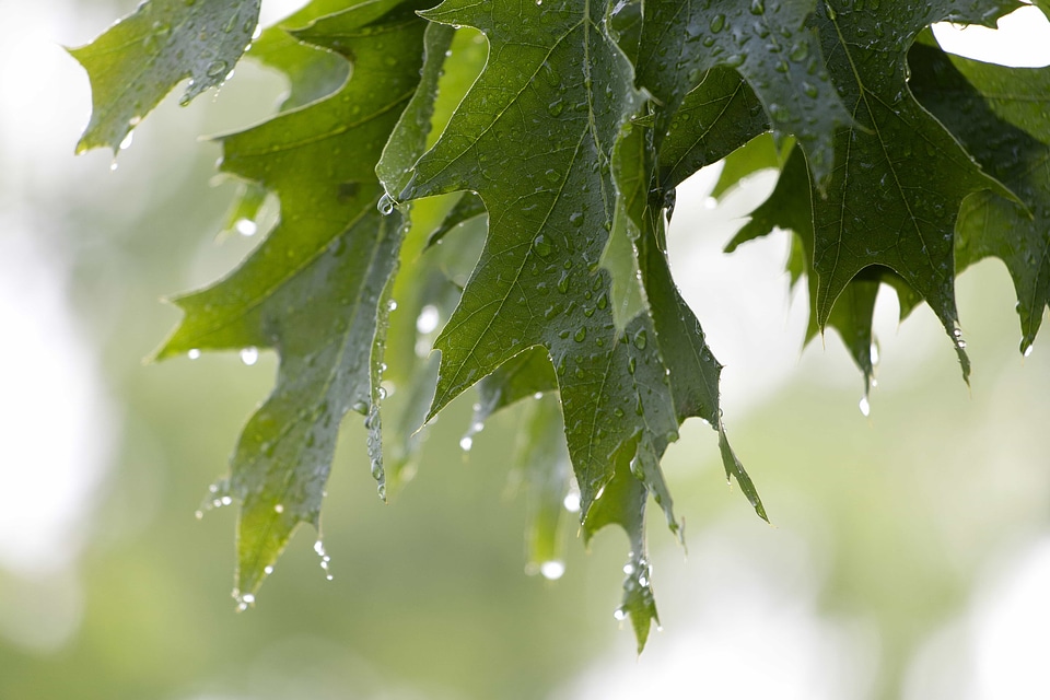 Detail green leaves rain