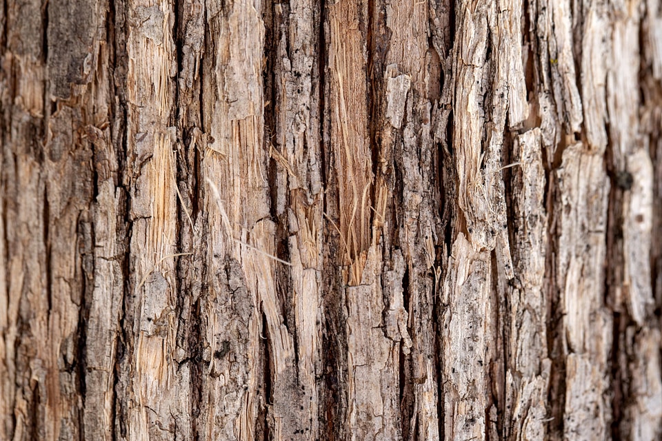 Bark hickory light brown
