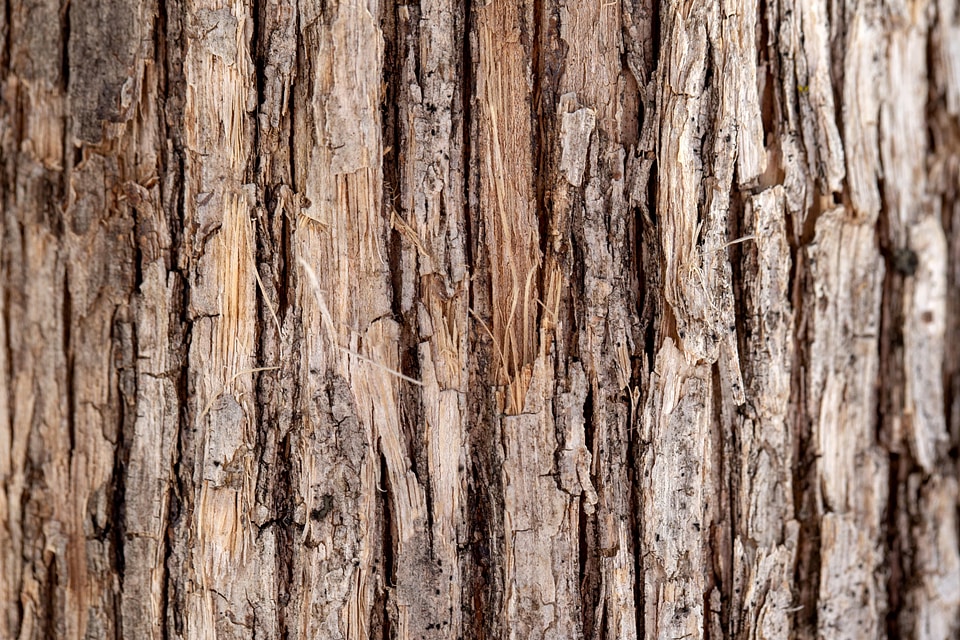 Bark hickory light brown photo