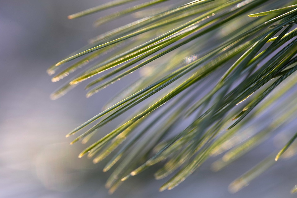Sunshine blur pine