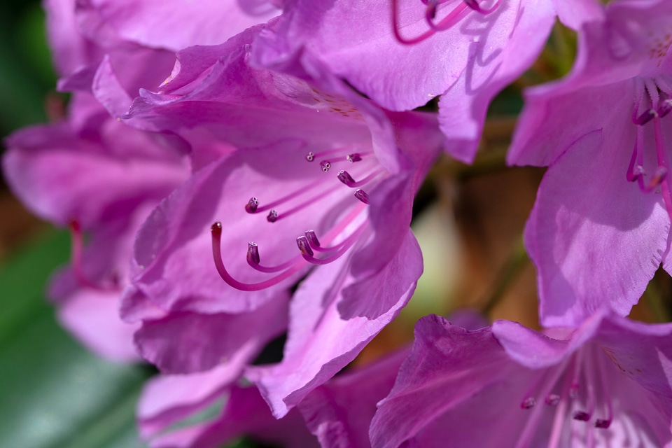 Pink nature plant