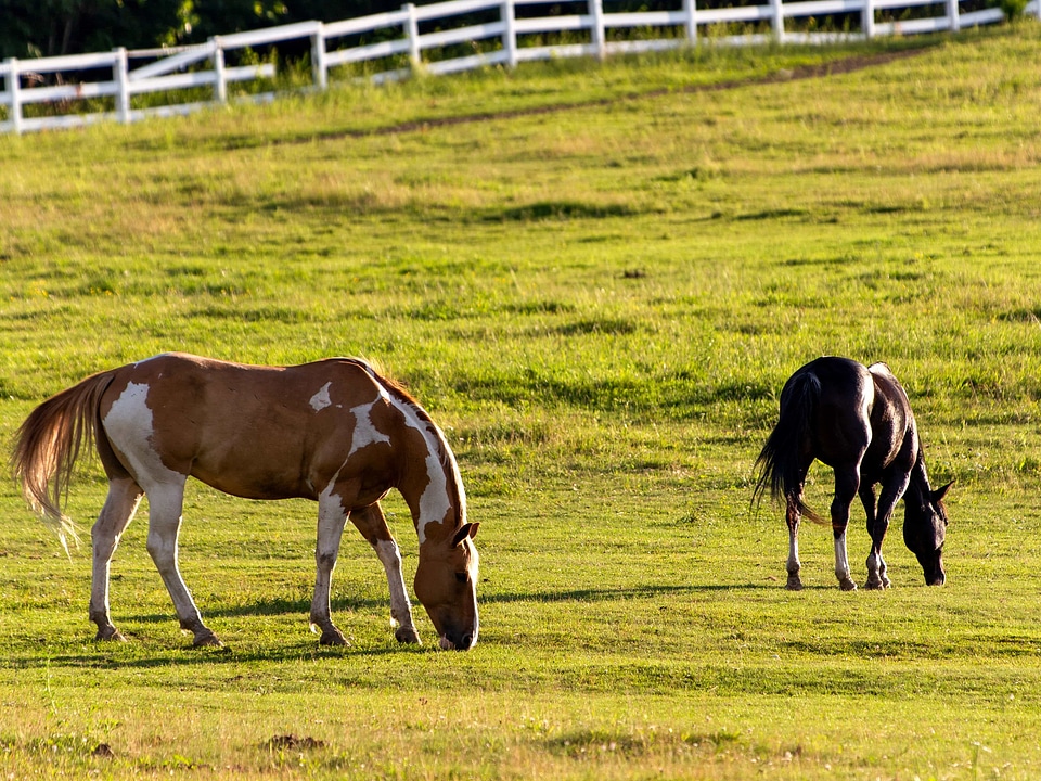 Farmland grazing horses