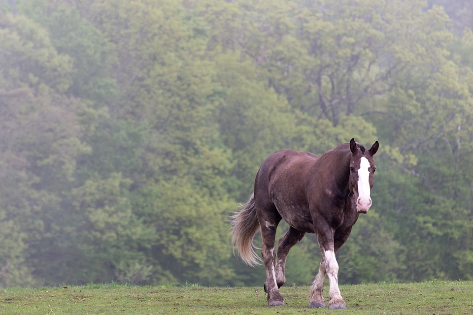 Hilltop stallion horses