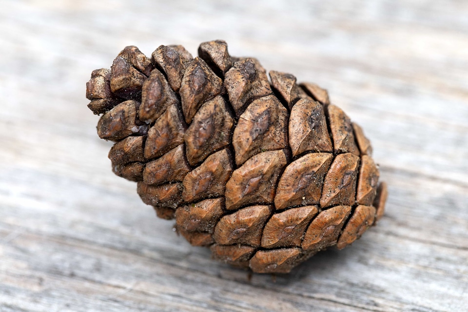 Close-Up light brown seed