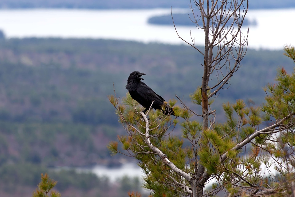 Black Bird crow wildlife