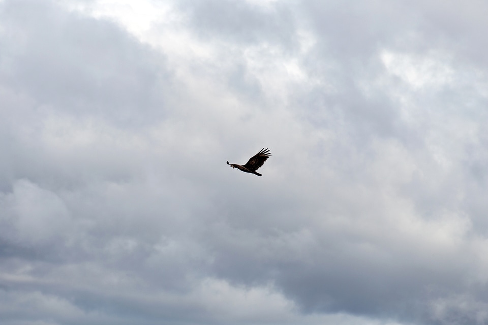 Flying overflight nature