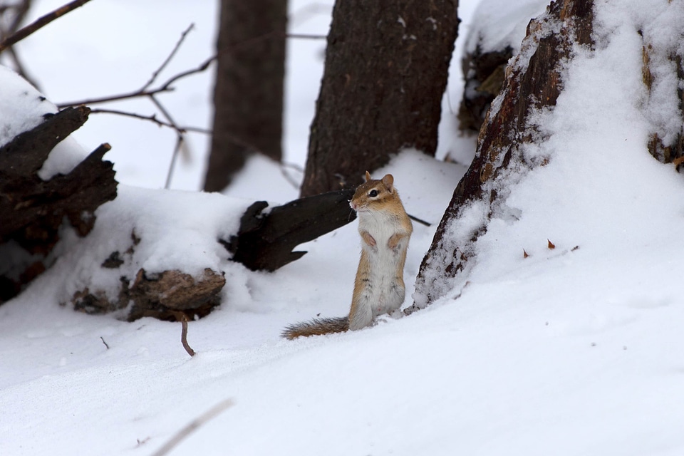 Rodent snow squirrel