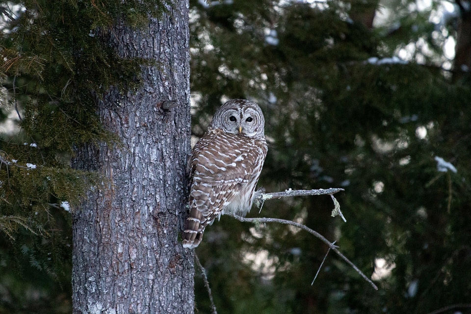 Forest natural habitat owl