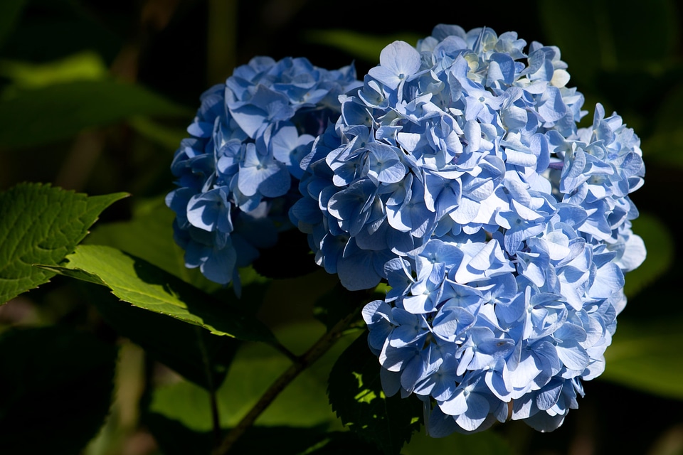 Blue purplish plant