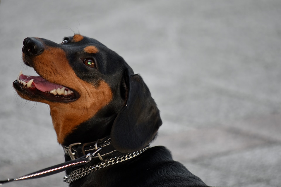 Black collar hunting dog