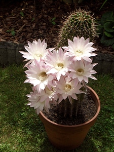 Cactus flower garden flowering