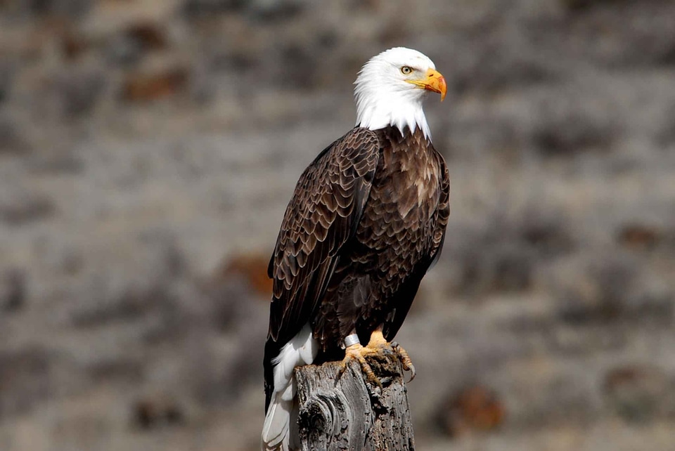 Eagle birds animals