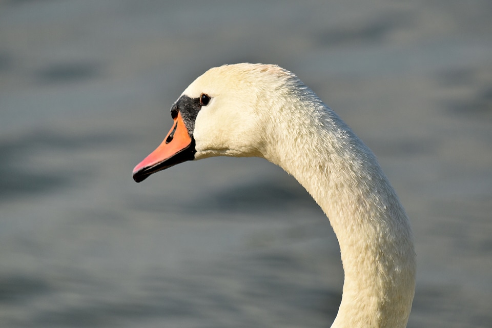 Elegance neck side view