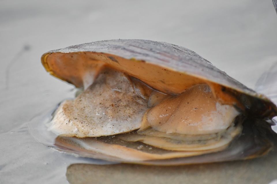 Animal mussel riverbank