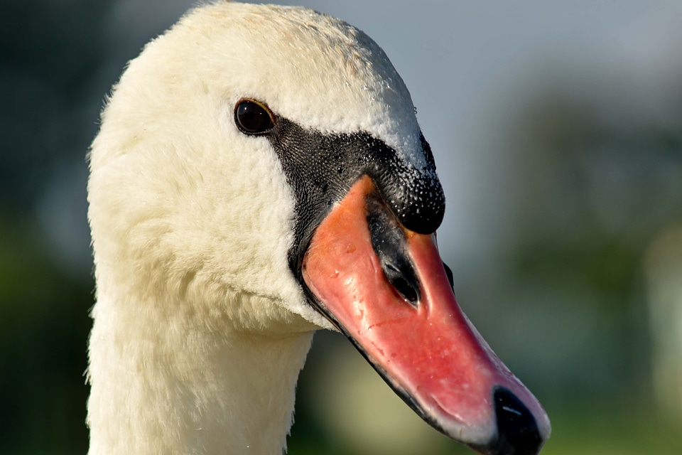 Beak bird close-up