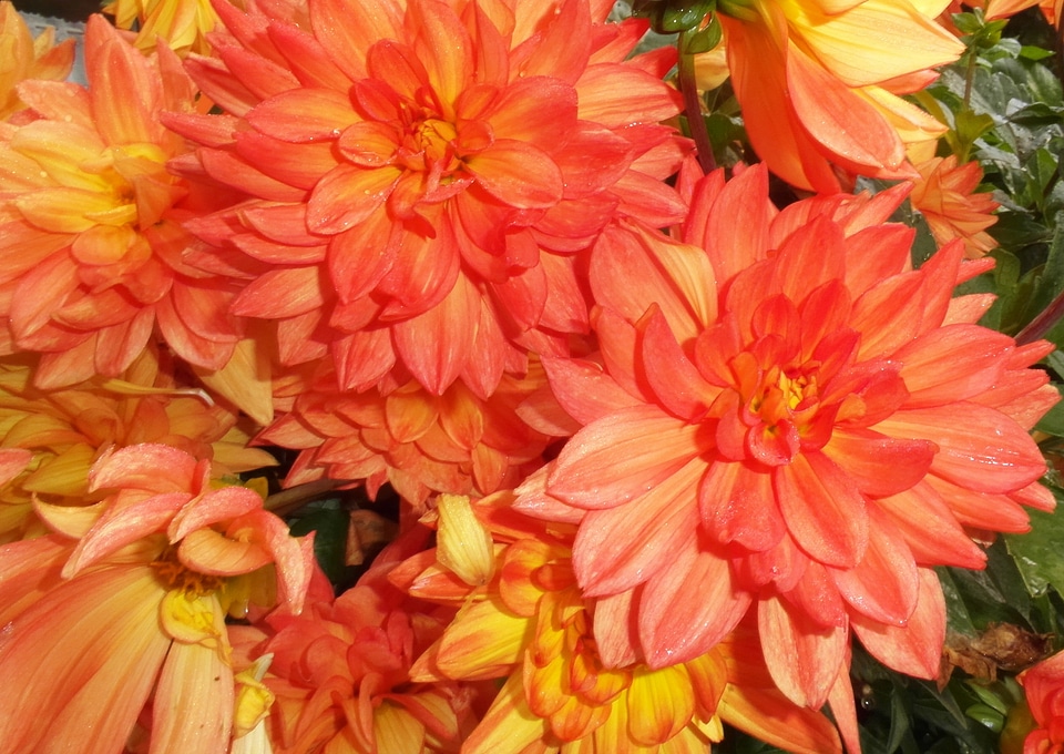 Autumn color colorful