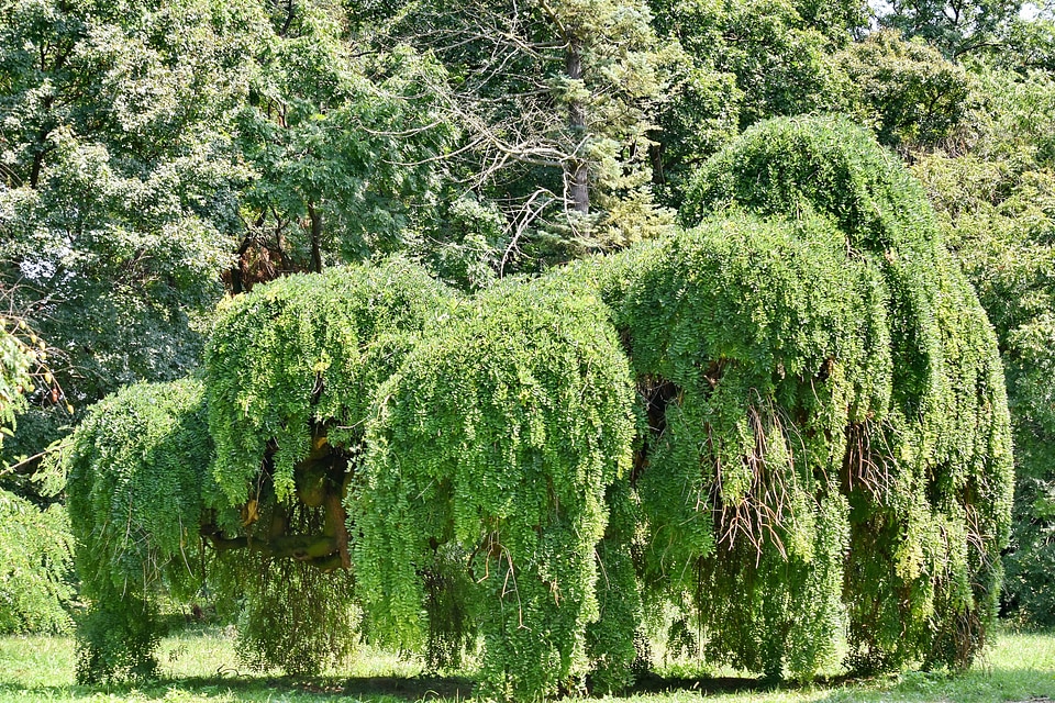 Greenery tree nature