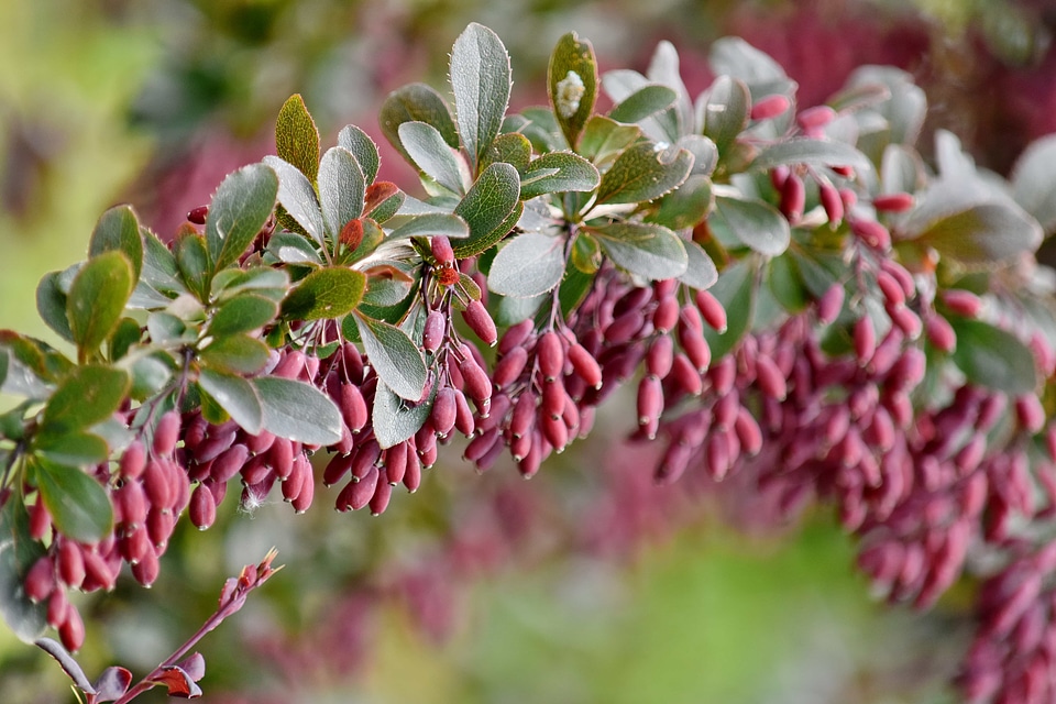 Branch flora nature