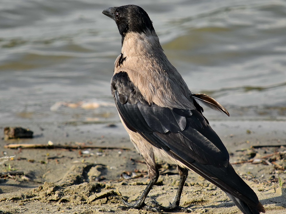 Beach beautiful photo bird