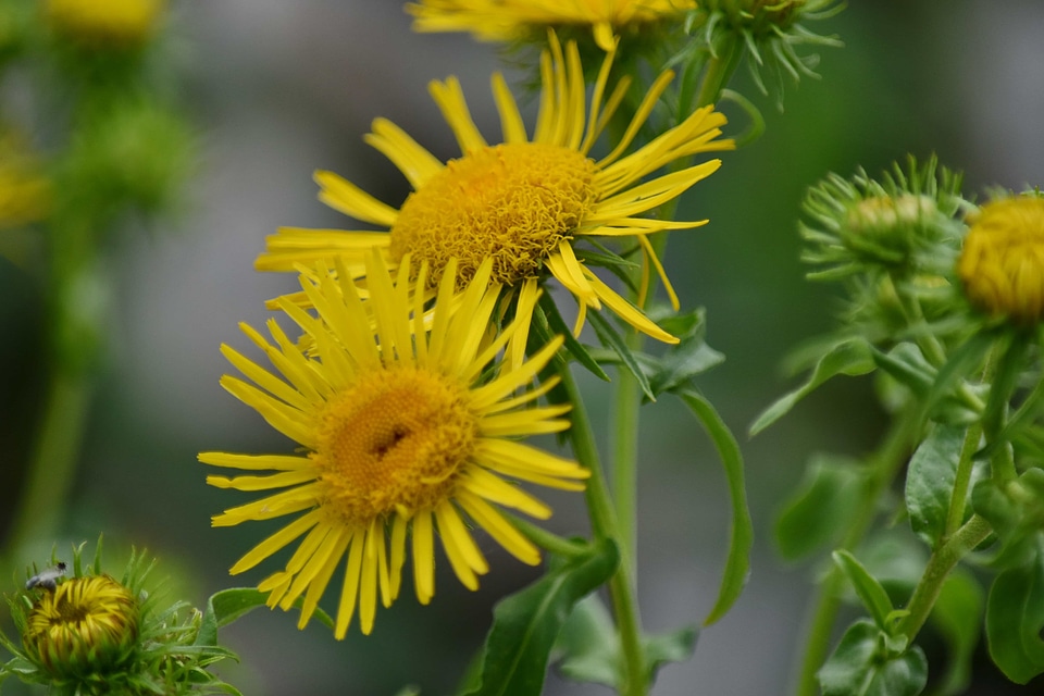 Herb nature flower