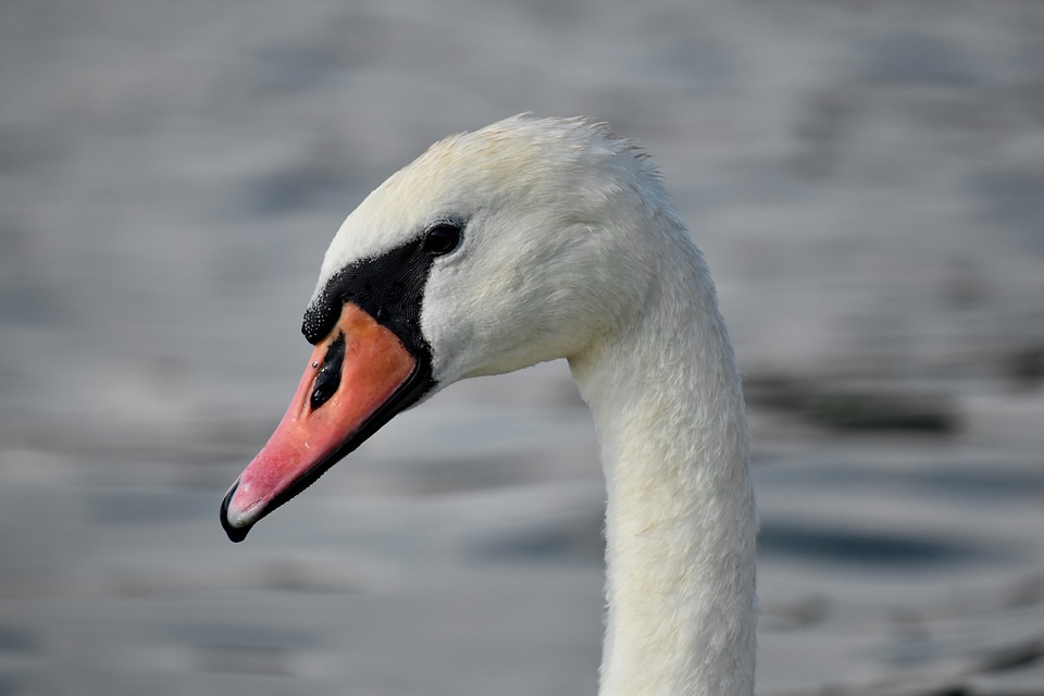 Neck portrait side view