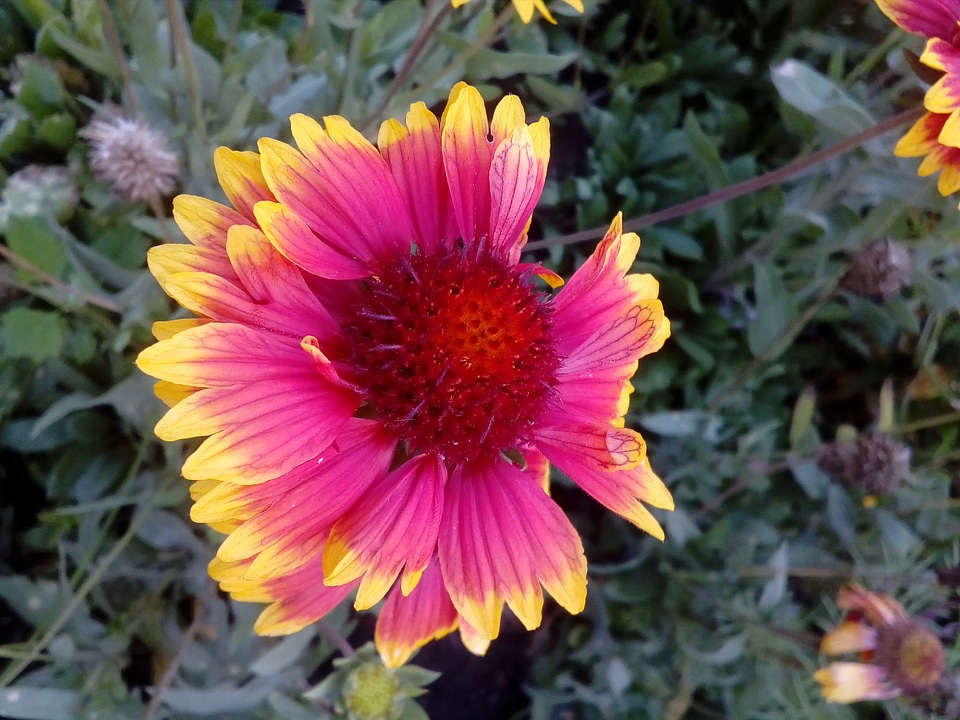 Flower Garden flowering botany