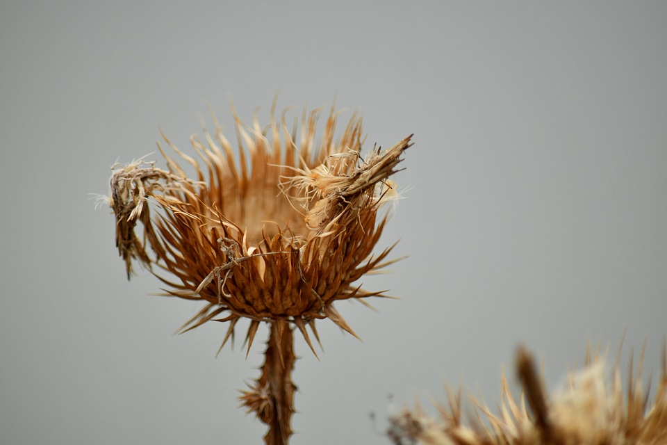 Plant nature sharp