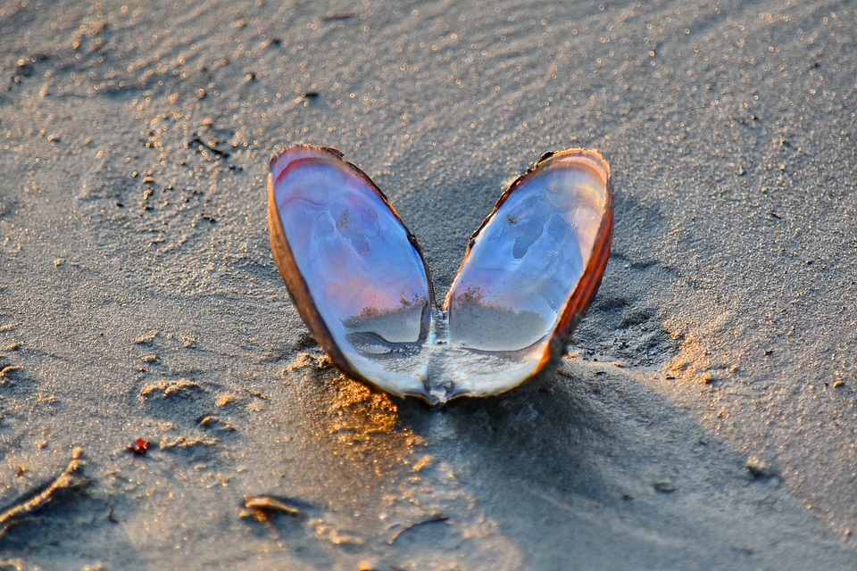 Mollusk sand sunset