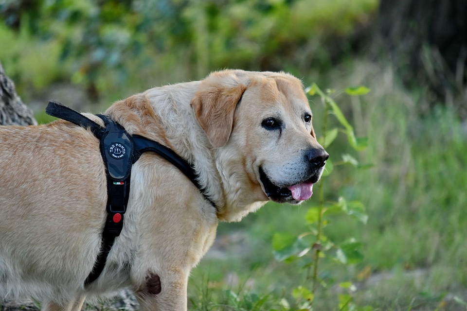 Beautiful Photo dog portrait