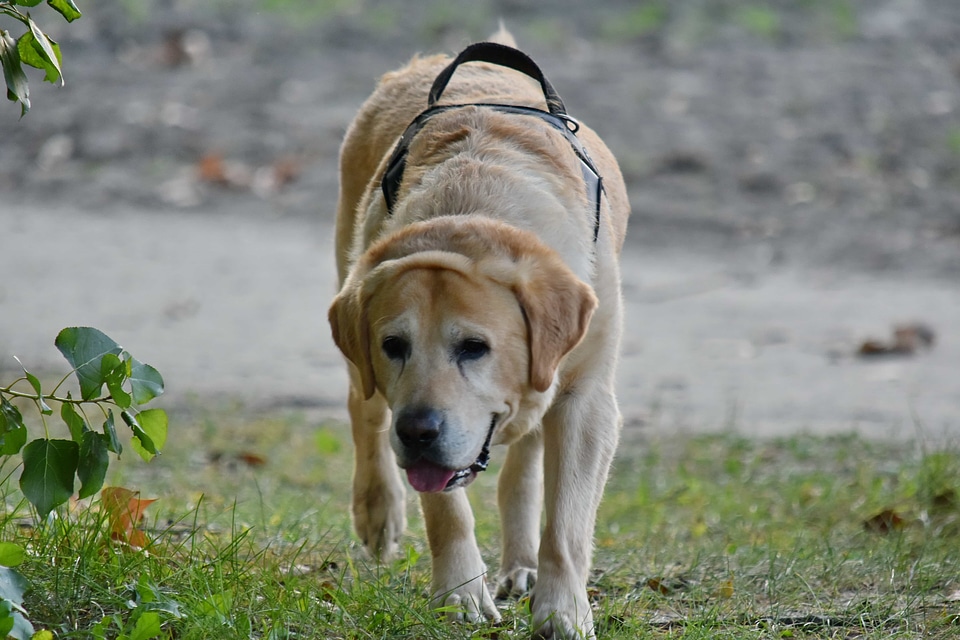 Collar hunting dog labrador