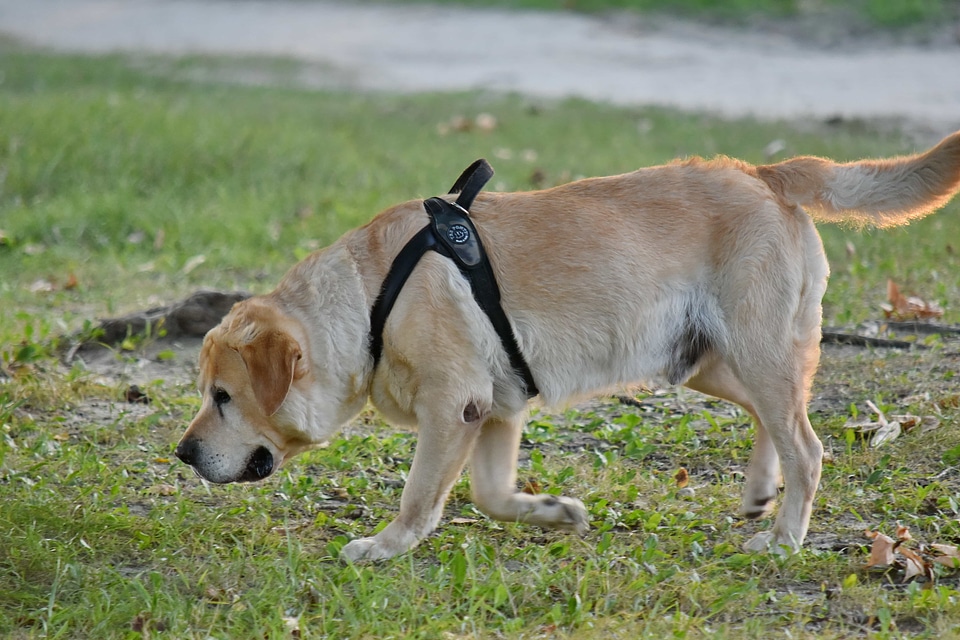 Cute hunting dog pet