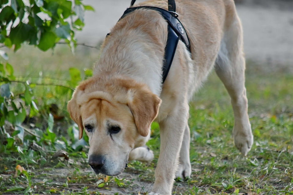 Hunting Dog labrador running