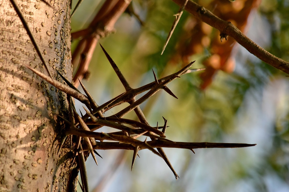 Detail sharp tree