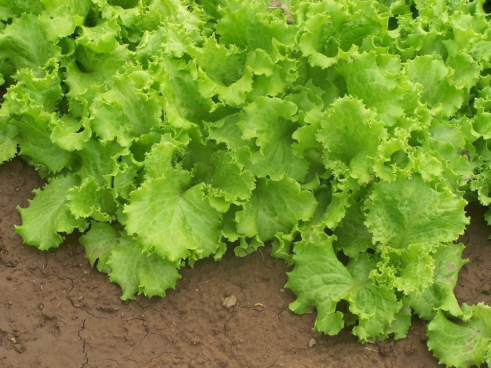 Garden vegetables healthy food