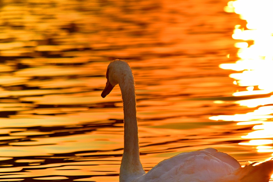 Horizon reflection sunset