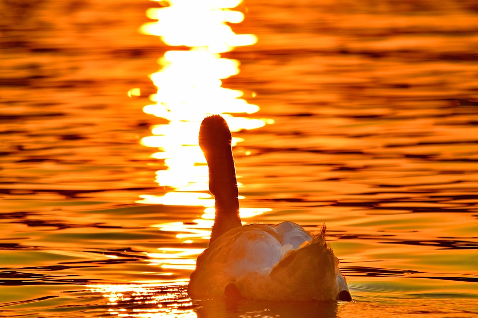 Beautiful sunrays sunset