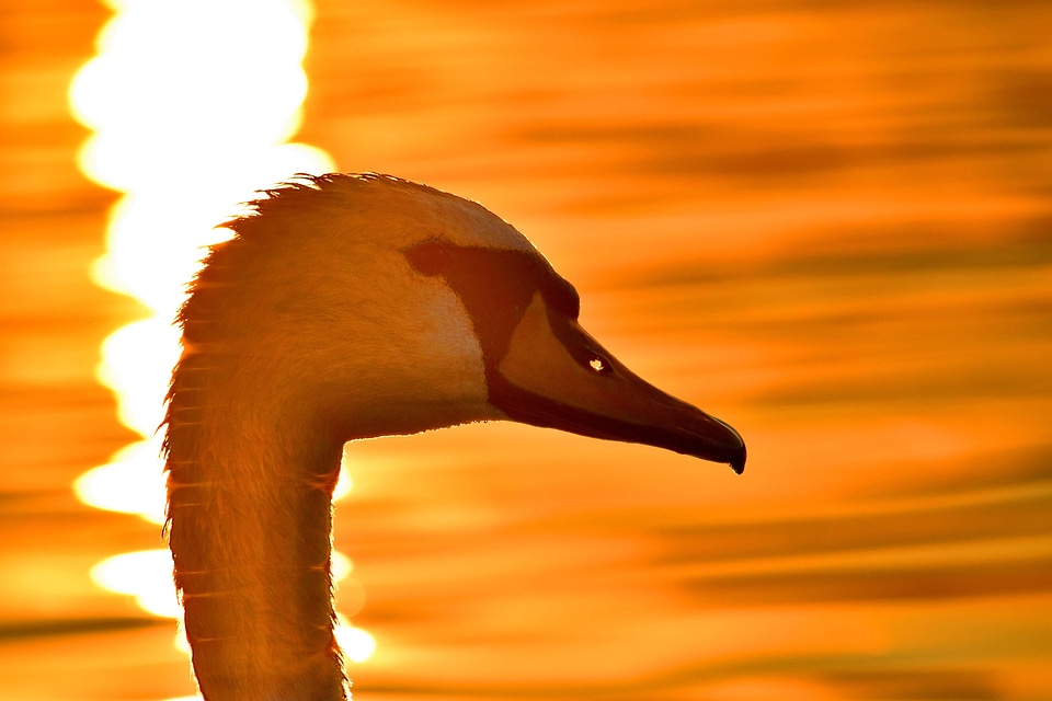 Close-Up evening head
